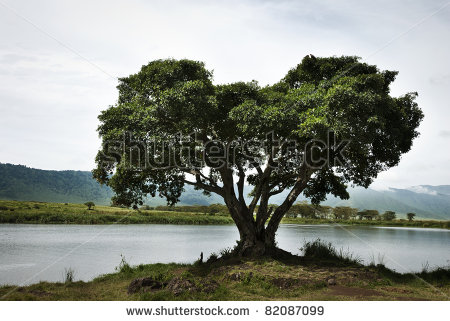 stock-photo-a-large-single-tree-on-the-water-s-edge-of-a-lake-in-tanzania-82087099